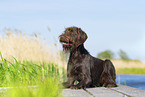 German Broken-coated Pointing Dog in summer