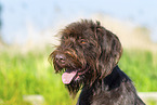 German Broken-coated Pointing Dog in summer