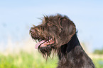 German Broken-coated Pointing Dog in summer
