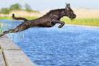 German Broken-coated Pointing Dog in summer