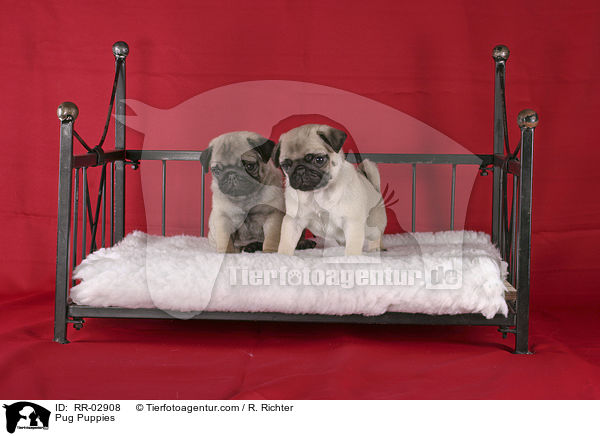 Pug Puppies / RR-02908