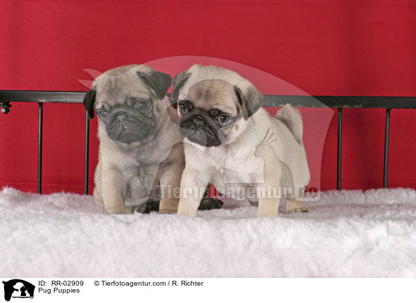 Pug Puppies / RR-02909