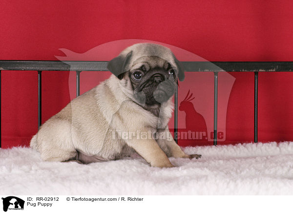 Pug Puppy / RR-02912