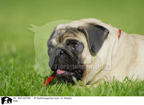 Mops / pug / SST-02756