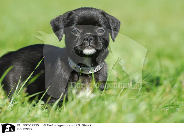 Mops Welpe / pug puppy / SST-02935