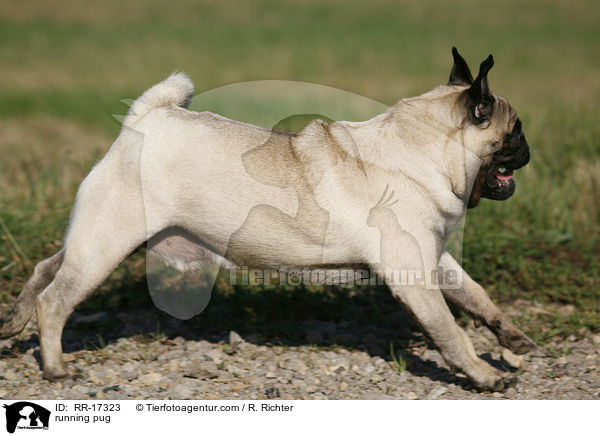 rennender Mops / running pug / RR-17323