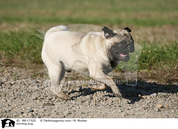 rennender Mops / running pug / RR-17325
