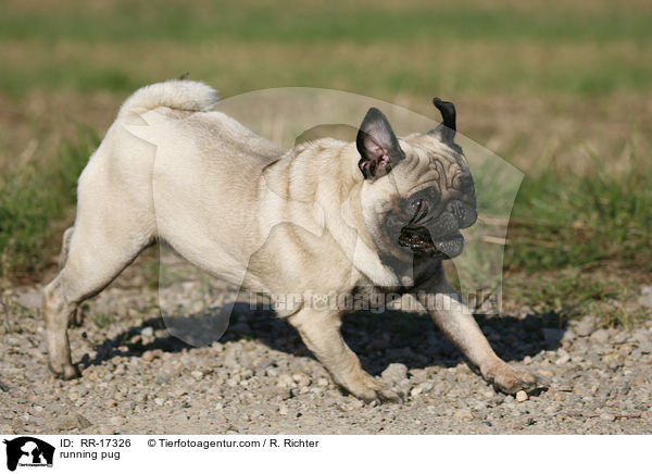 rennender Mops / running pug / RR-17326