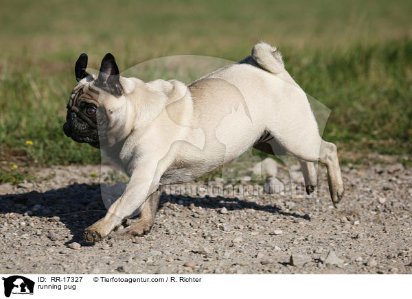 rennender Mops / running pug / RR-17327