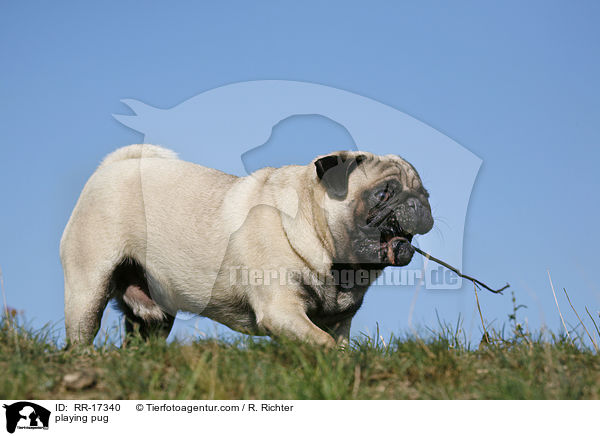 spielender Mops / playing pug / RR-17340
