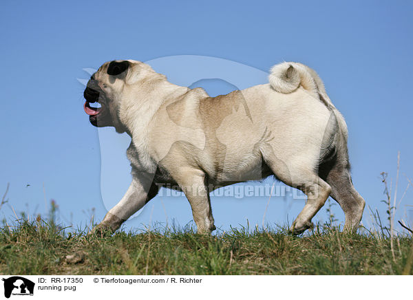 rennender Mops / running pug / RR-17350