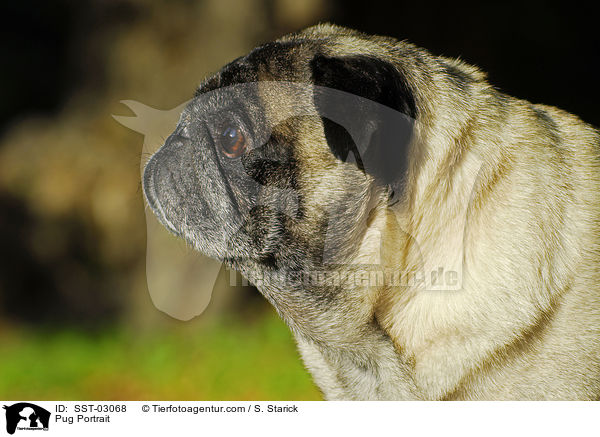 Mops Portrait / Pug Portrait / SST-03068