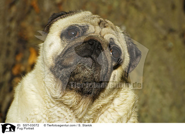 Mops Portrait / Pug Portrait / SST-03072