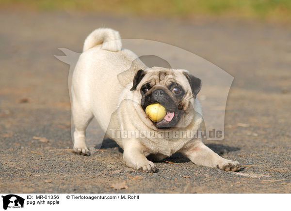 Mops mit Apfel / pug with apple / MR-01356