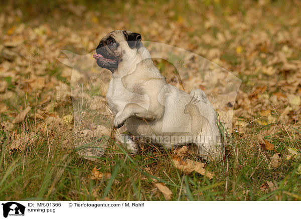 running pug / MR-01366