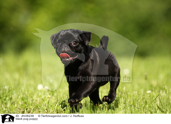 black pug puppy / JH-06238