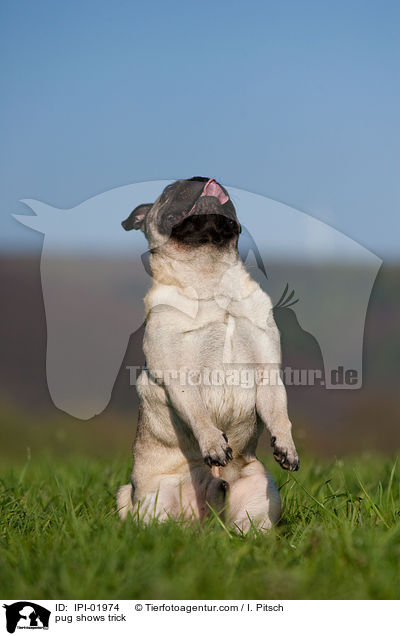 Mops macht Mnnchen / pug shows trick / IPI-01974