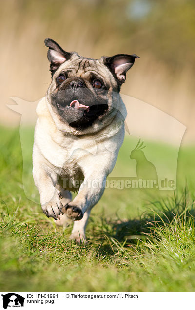 running pug / IPI-01991
