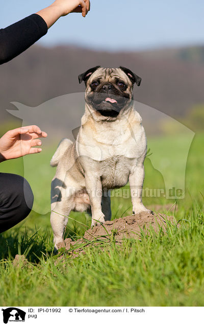 Mops / pug / IPI-01992