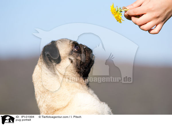 Mops Portrait / pug portrait / IPI-01994