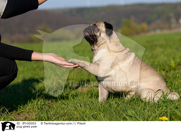 Mops gibt Pftchen / pug gives paw / IPI-02003