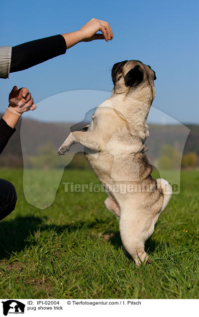 Mops macht Mnnchen / pug shows trick / IPI-02004