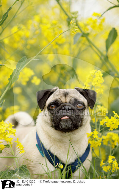 Mops Portrait / pug portrait / DJ-01225