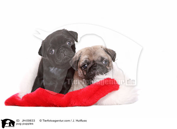 pug puppies / JH-09833