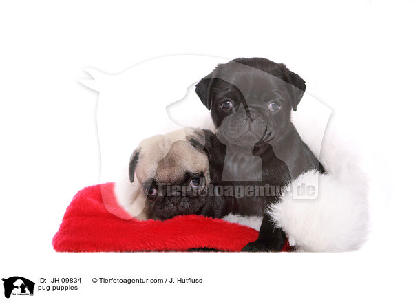 Mops Welpen / pug puppies / JH-09834