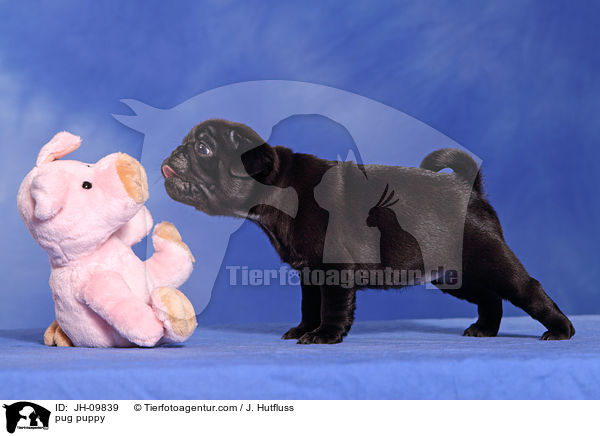 pug puppy / JH-09839