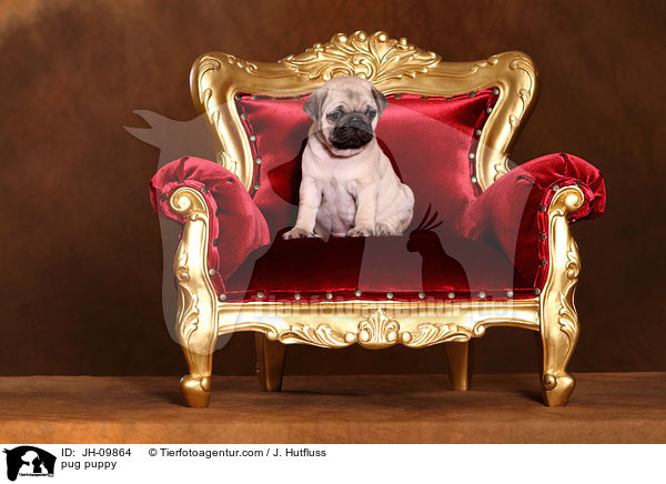 Mops Welpe / pug puppy / JH-09864