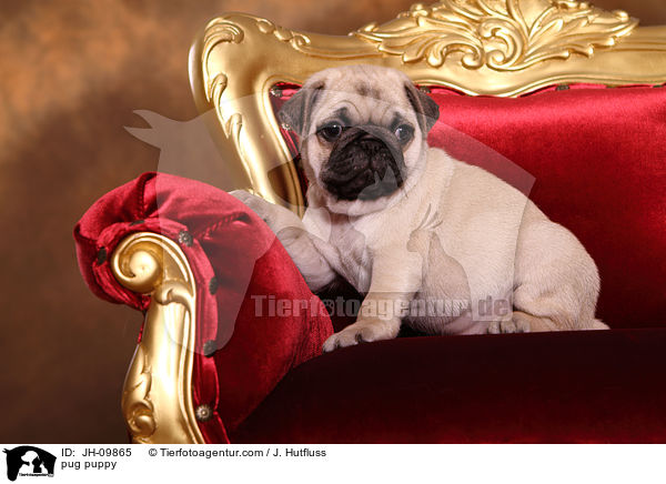 Mops Welpe / pug puppy / JH-09865