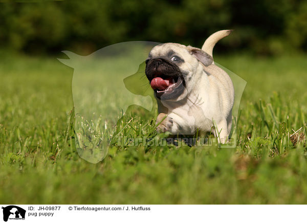 pug puppy / JH-09877