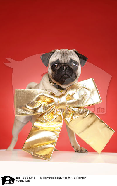 young pug / RR-34345
