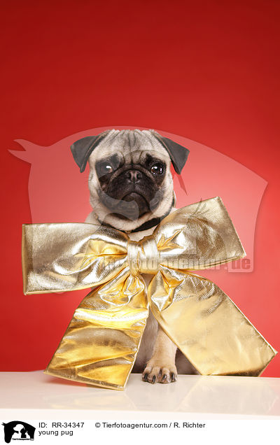 junger Mops / young pug / RR-34347