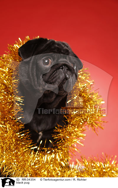 black pug / RR-34354
