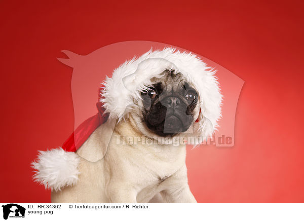 young pug / RR-34362