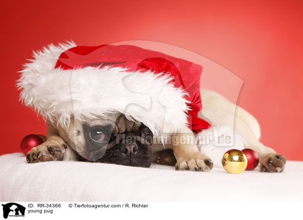 young pug / RR-34366