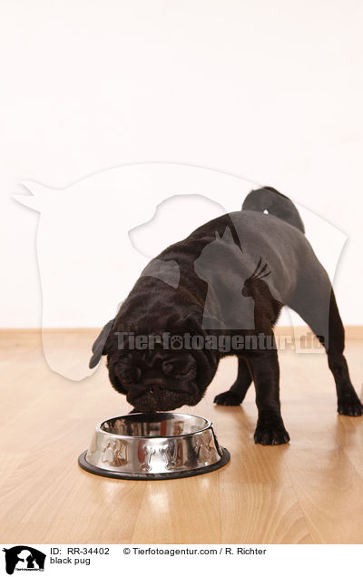 schwarzer Mops / black pug / RR-34402
