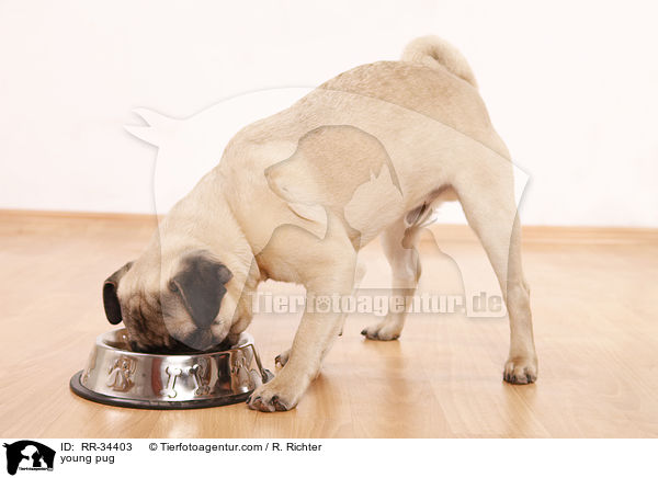 junger Mops / young pug / RR-34403