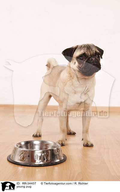 junger Mops / young pug / RR-34407