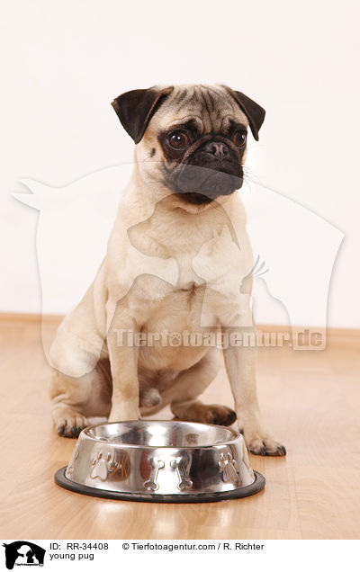 junger Mops / young pug / RR-34408