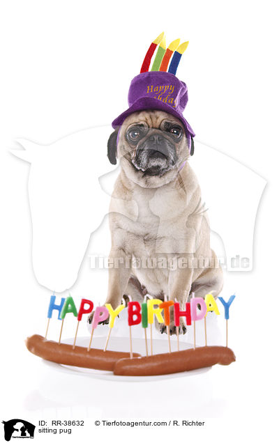 sitzender Mops / sitting pug / RR-38632