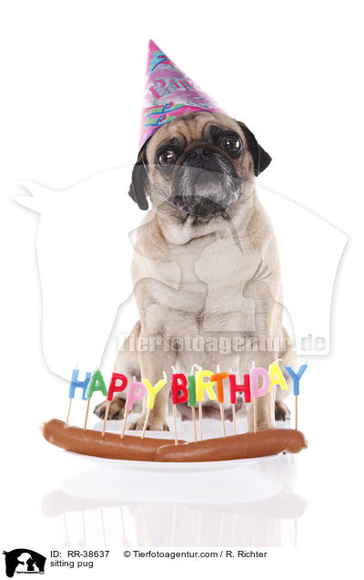 sitzender Mops / sitting pug / RR-38637