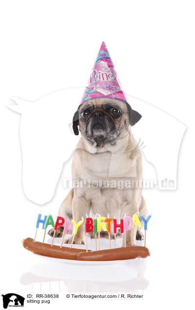 sitzender Mops / sitting pug / RR-38638