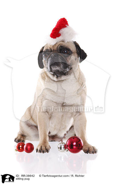 sitzender Mops / sitting pug / RR-38642
