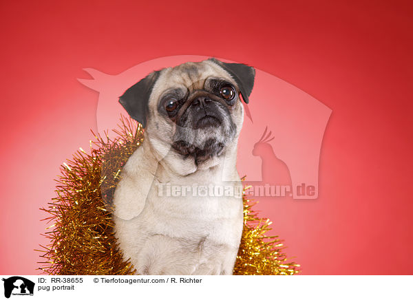 Mops Portrait / pug portrait / RR-38655