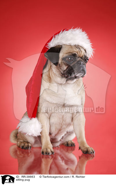 sitzender Mops / sitting pug / RR-38663