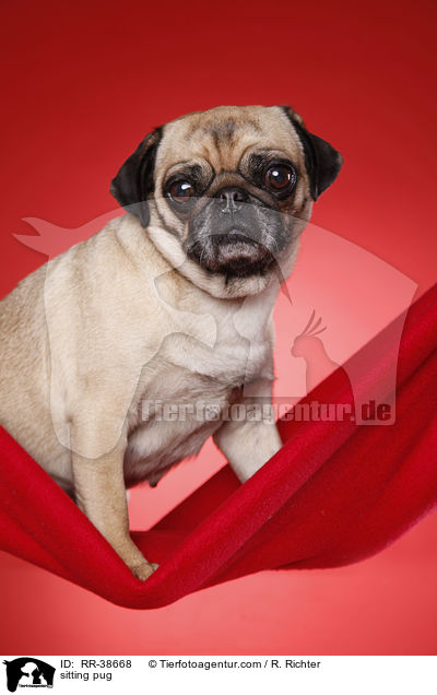 sitzender Mops / sitting pug / RR-38668