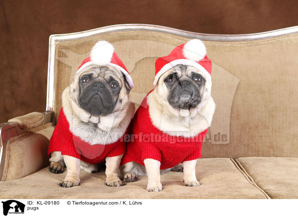 Mpse / pugs / KL-09180